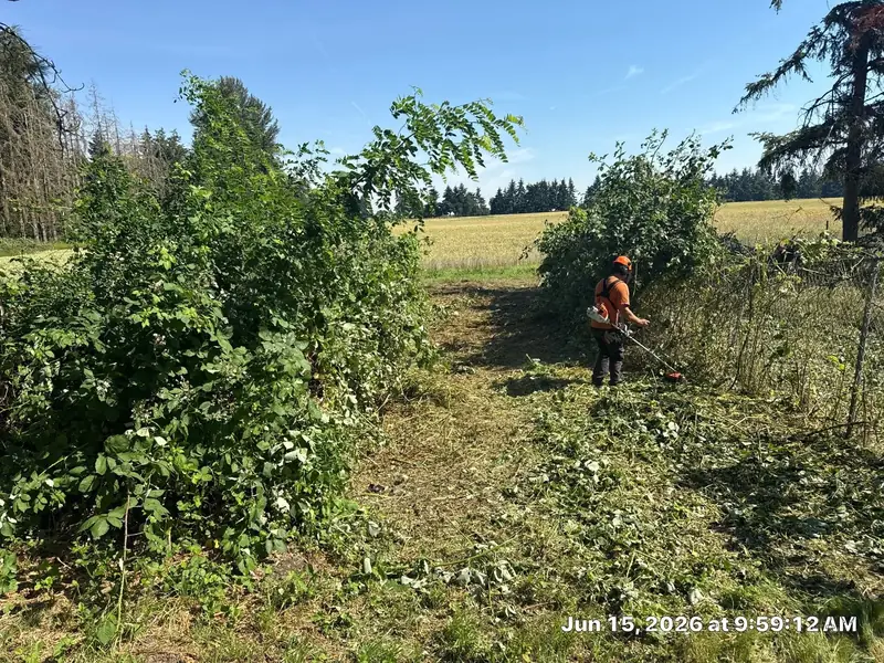 Blackberry field clearing in Salem, OR | Noosh