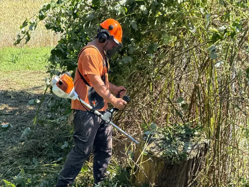 Blackberry removal chainsaw in Salem, OR | Noosh