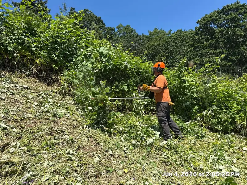 Brush clearing hillside in Salem, OR | Noosh