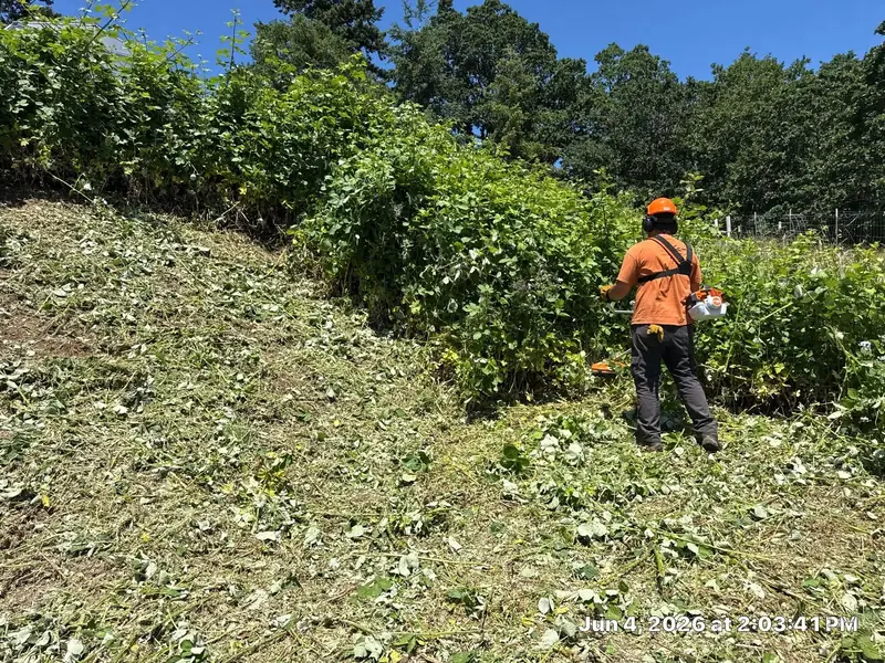 Brush removal worker in Salem, OR | Noosh