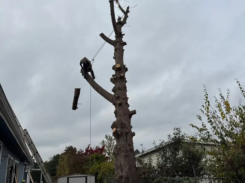 Dead tree removal in Salem, OR | Noosh