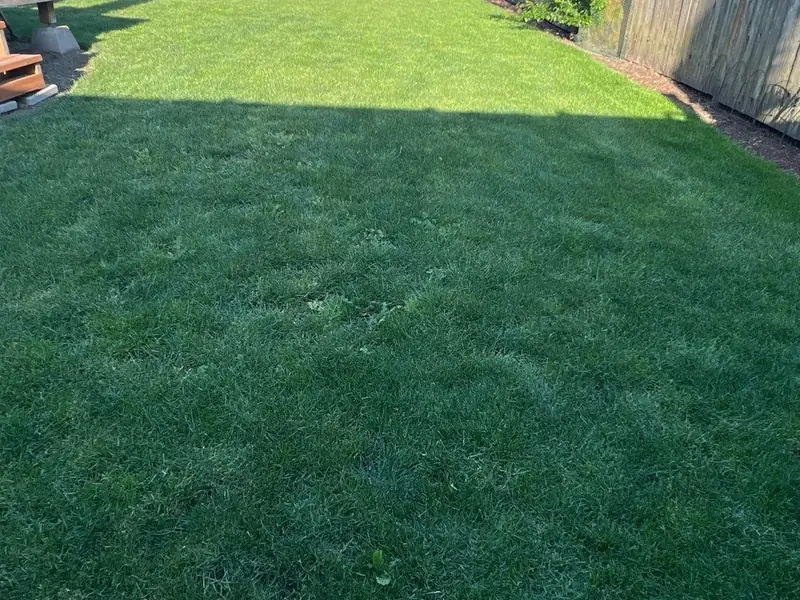 Established sod lawn in Salem, OR | Noosh