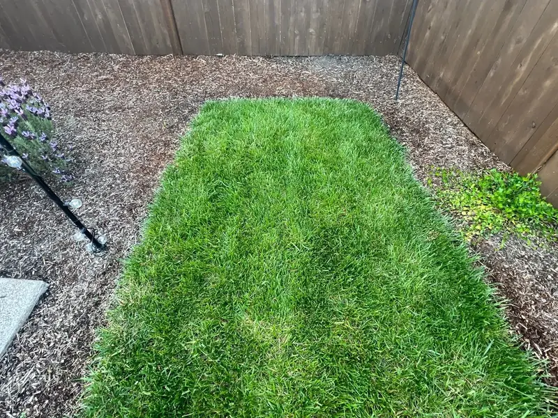 Fresh sod install in Salem, OR | Noosh