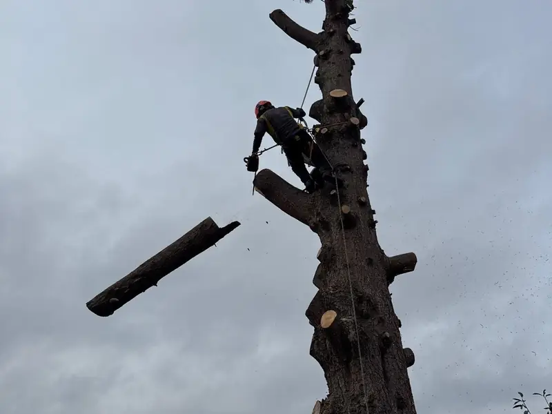 Large bare tree removal in Salem, OR | Noosh