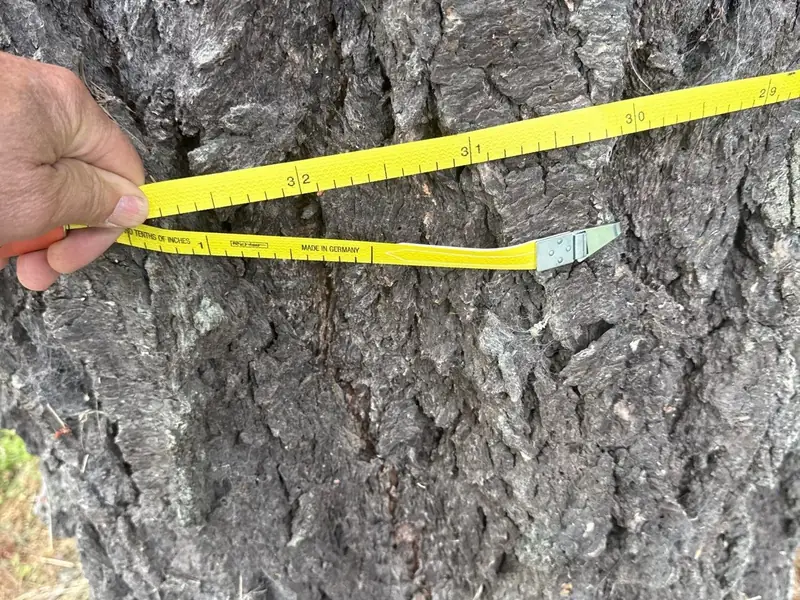 Large tree trunk removal in Salem, OR | Noosh
