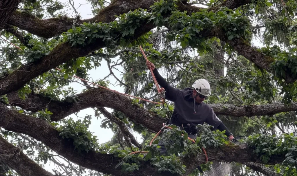 Oak canopy pruning in Salem, OR | Noosh