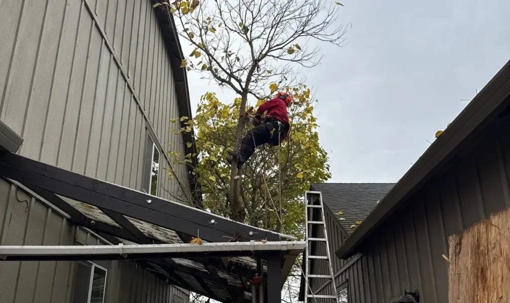 Tree pruning from ladder in Salem, OR | Noosh