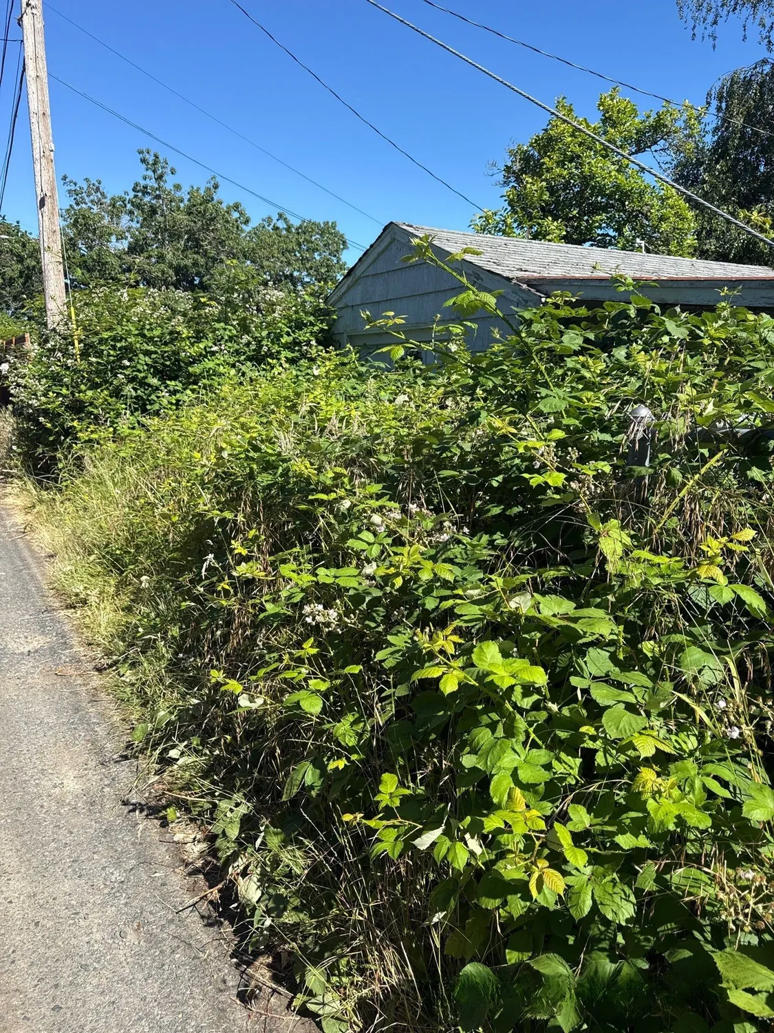 blackberry along fence line salem or