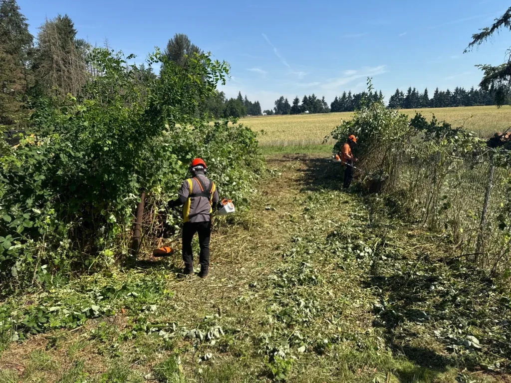 blackberry brush cutting salem or